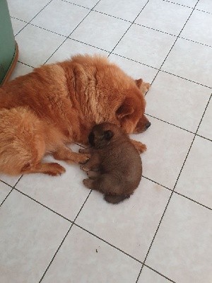 CHIOT