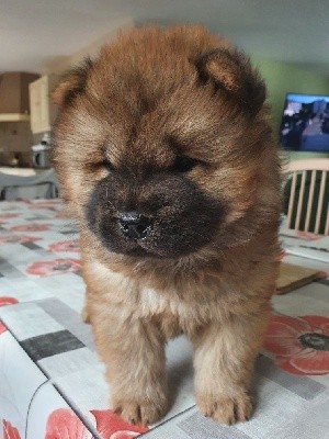 CHIOT