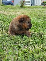 CHIOT