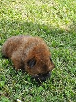 CHIOT