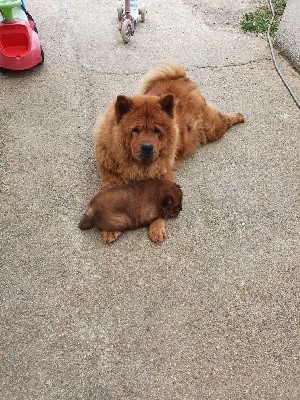 CHIOT